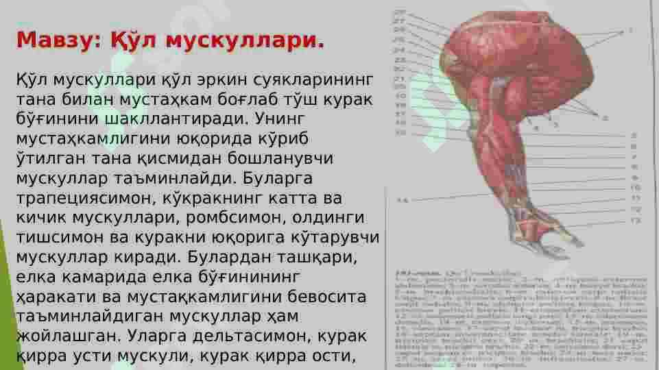 Qo‘l muskullari 2