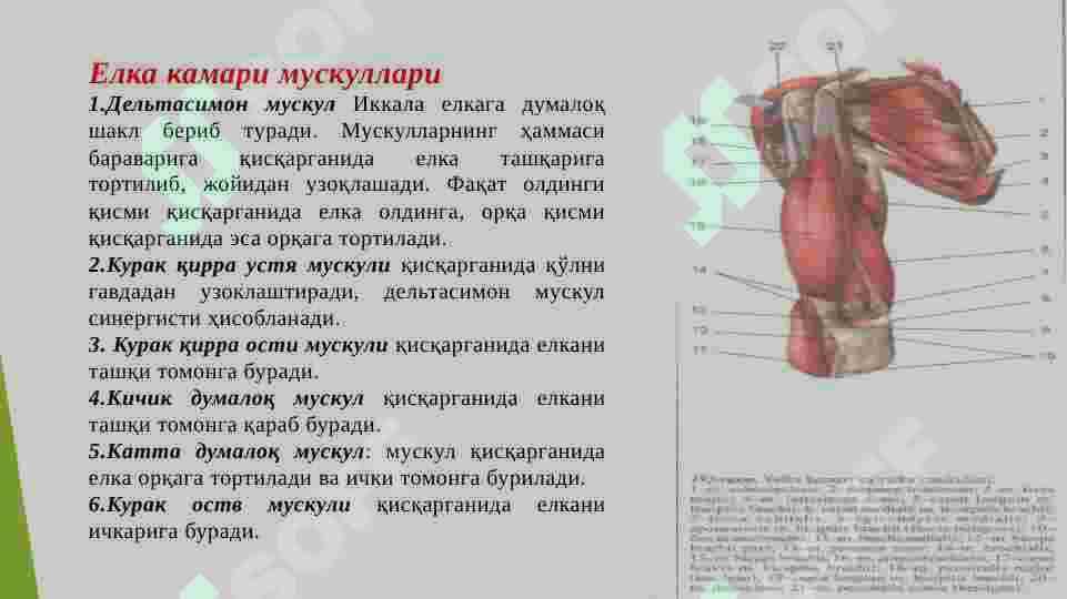 Qo‘l muskullari 3