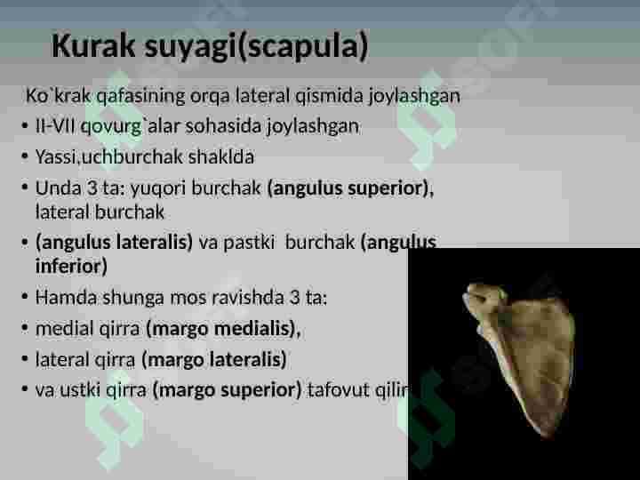 Qo'l suyaklari 4