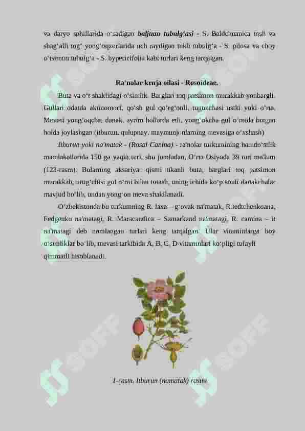 Ra'noguldoshlar oilasi 5