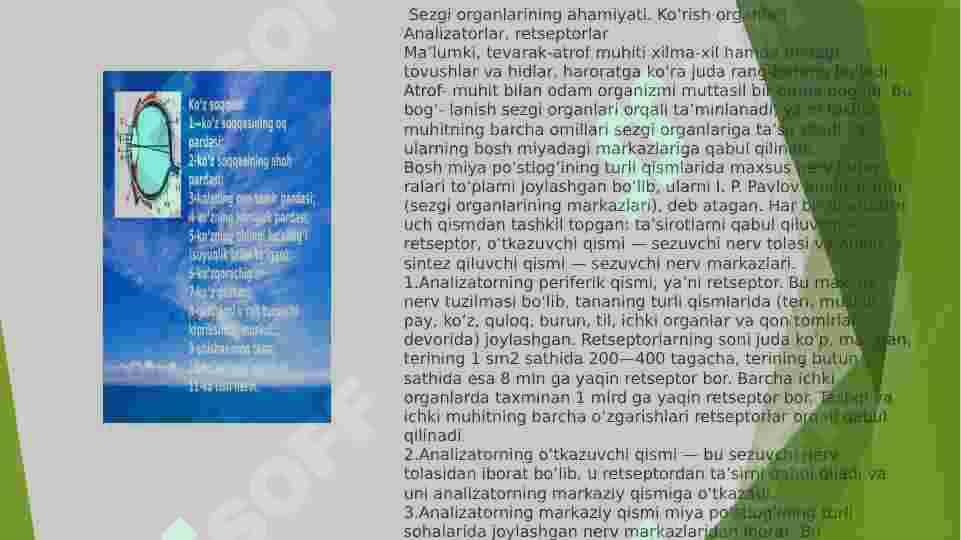 SEZGI 6