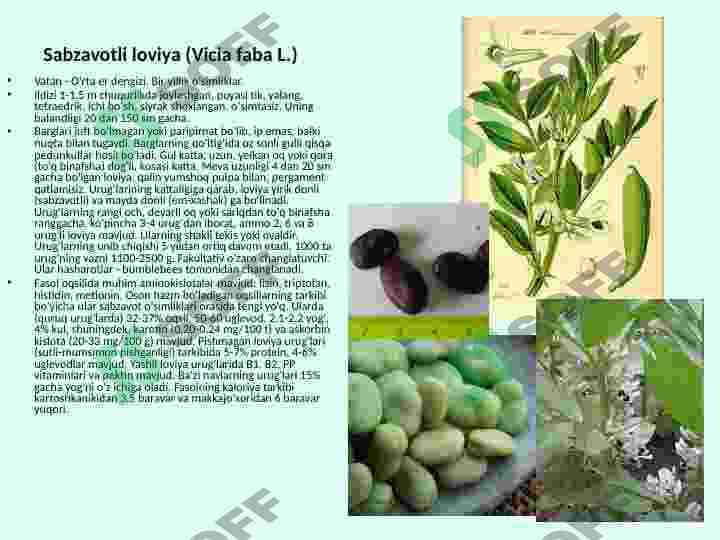 Sabzavotli no'xat 3