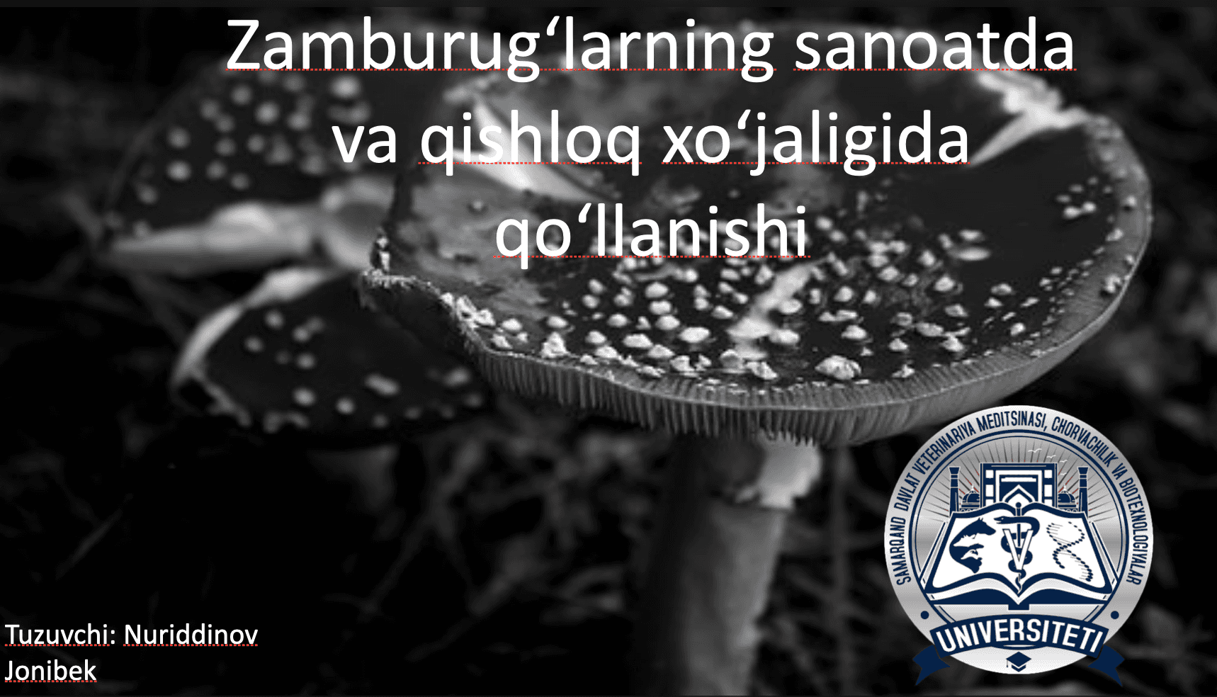 Zamburug'larning sanoat va qishloq xo'jaligida qo'llanishi 1