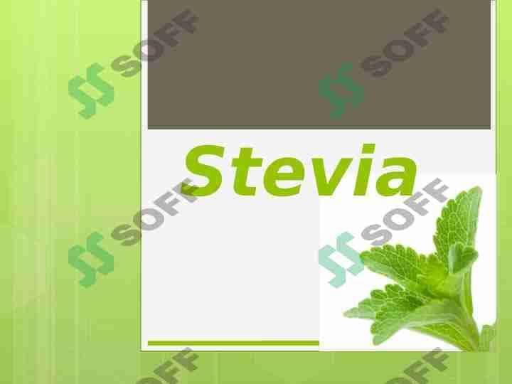 Stevia 1