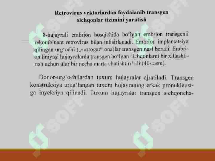 TRANSGEN HAYVON OLISH 8
