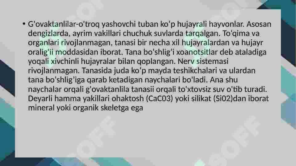 GʻOVAKTANLILAR TIPI “ SYCON RAPHANUS” NING TUZILISHI, TANA HUJAYRALARI 2