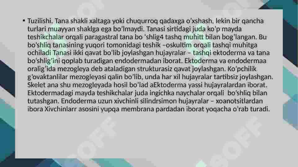 GʻOVAKTANLILAR TIPI “ SYCON RAPHANUS” NING TUZILISHI, TANA HUJAYRALARI 3