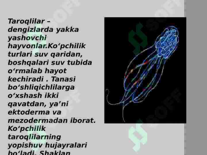 taroqlilar 2