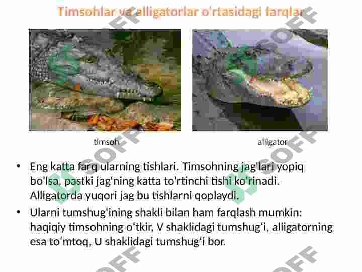 Timsohlar 7