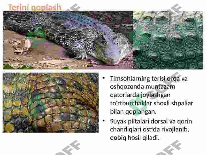 Timsohlar 8