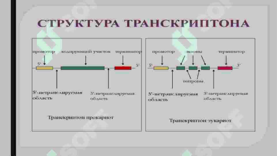 Transkriptomani oʻrganish usullari 3