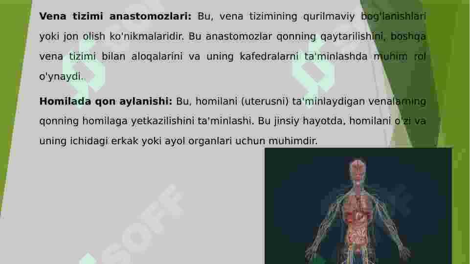 Vena tizimi 4