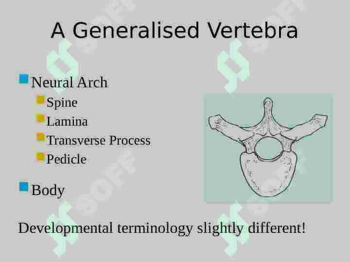 Vertebral  Column 6