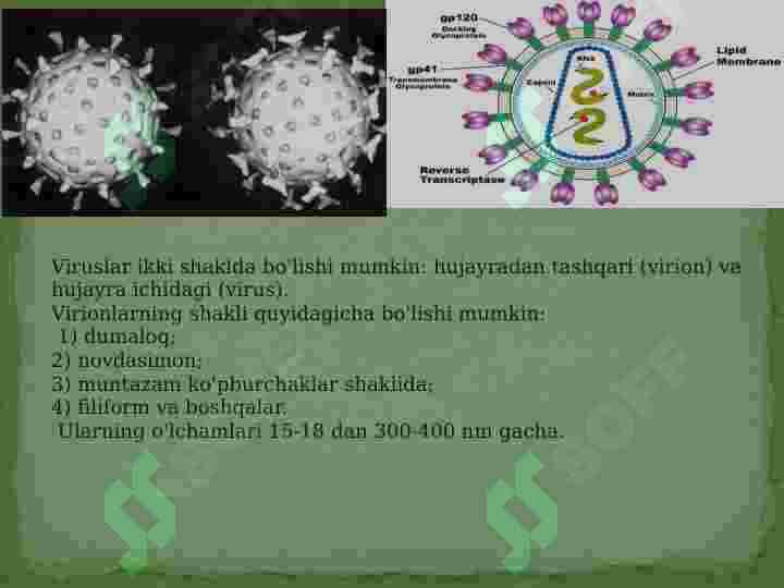 Viruslarning tuzilishi 5