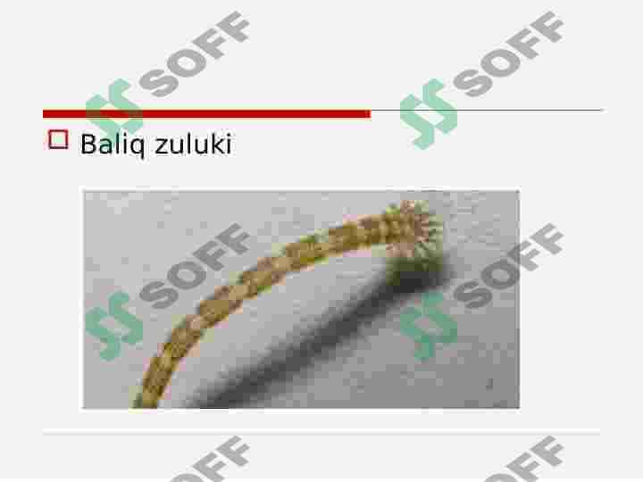 ZULUKLAR 3