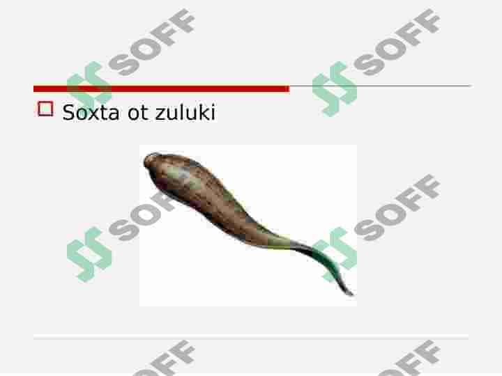 ZULUKLAR 4