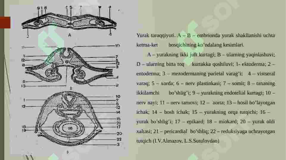 Yurak 3