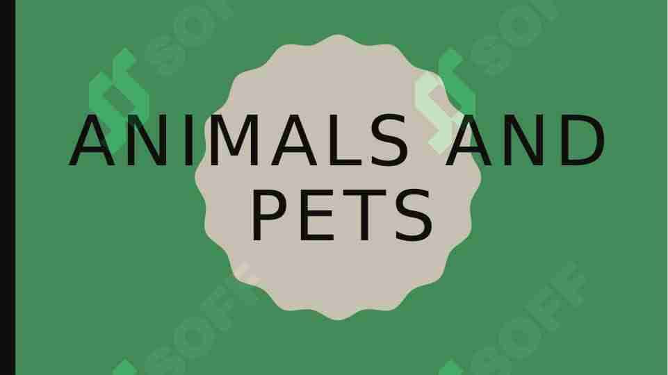 animals and pets 1