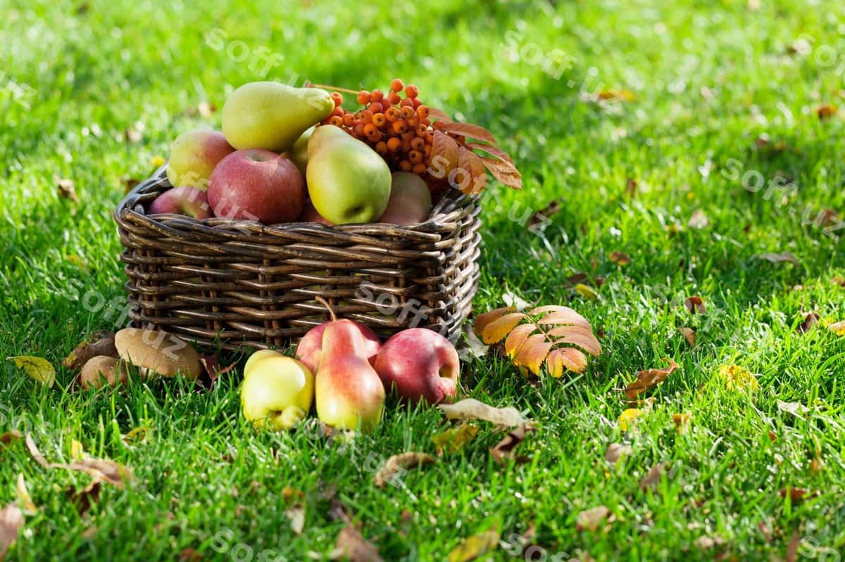 Guruchlik ovqat | Autumn food 1