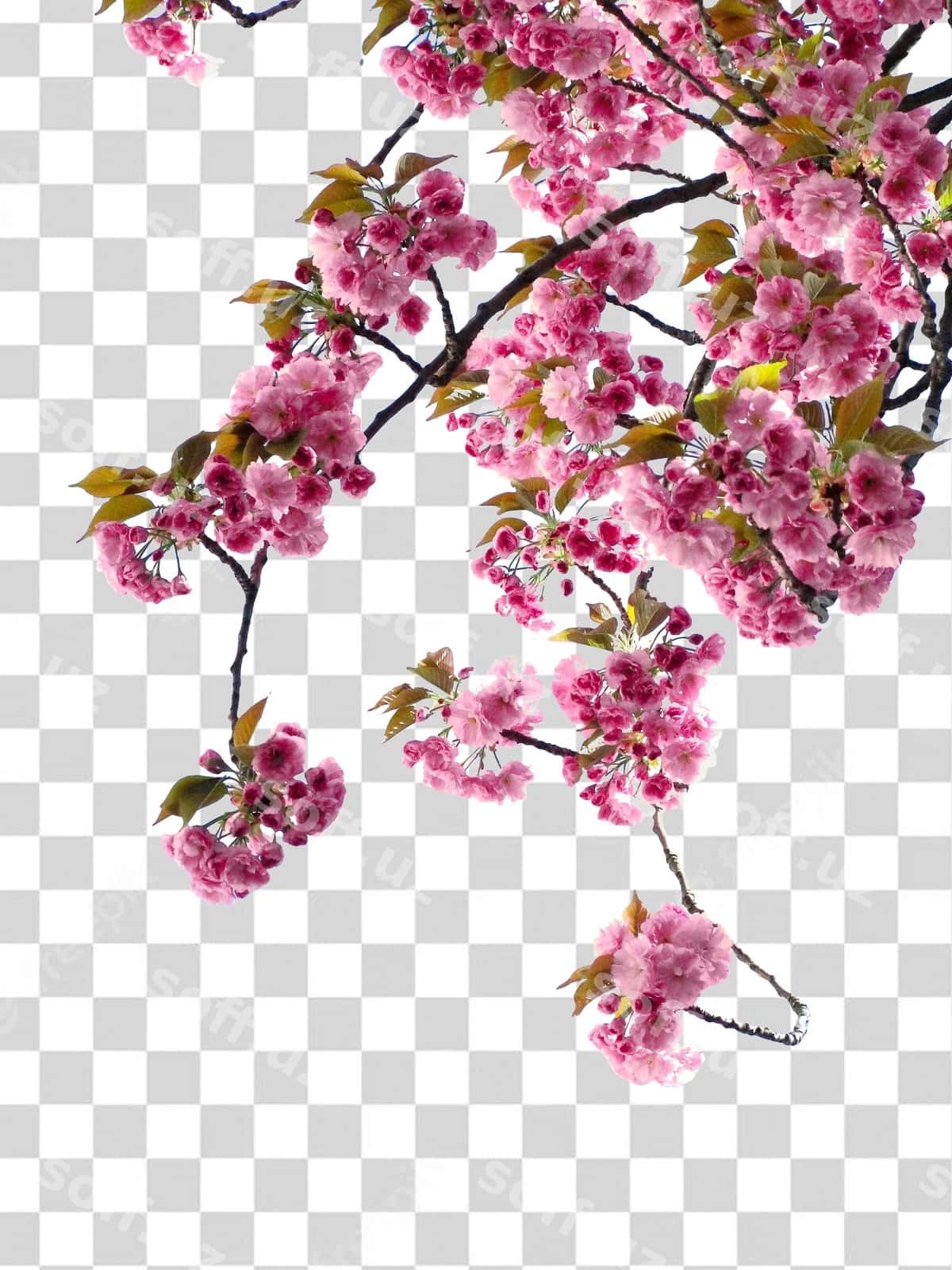 Pushti gullar bilan gilos shoxlari | Branch cherry blossom with pink flowers 1