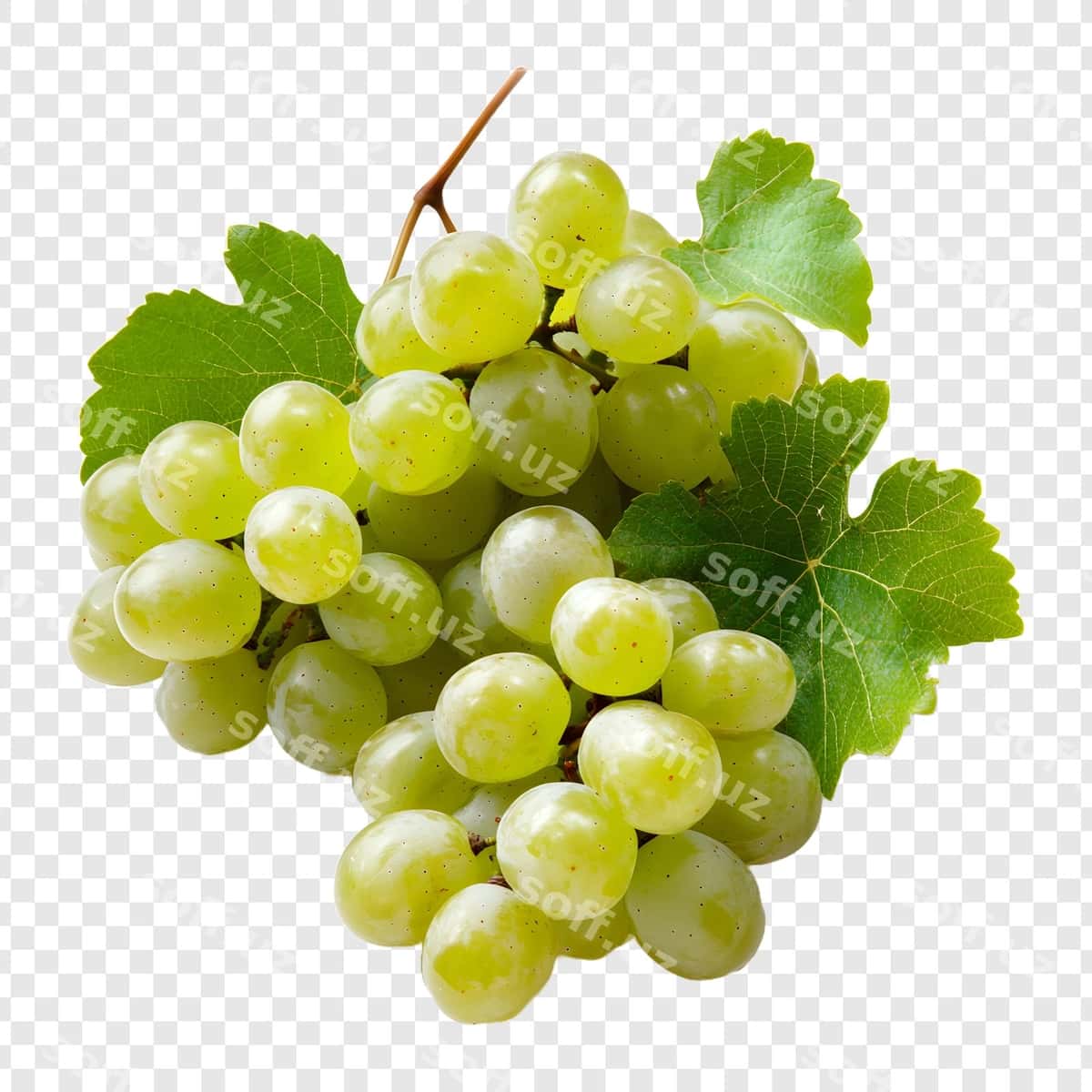 Bir guruh yashil uzum shaffof orqa fonda | Bunch green grapes transparent background 1