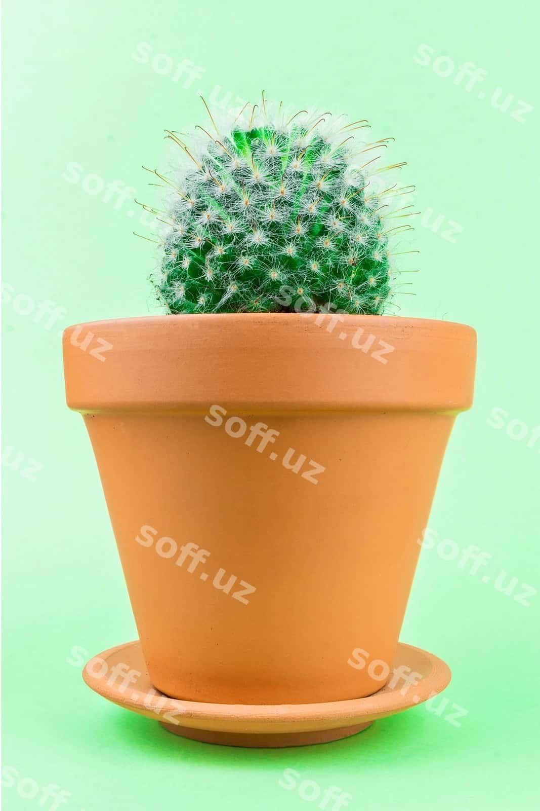 Kaktus yashili | Cactus green 1