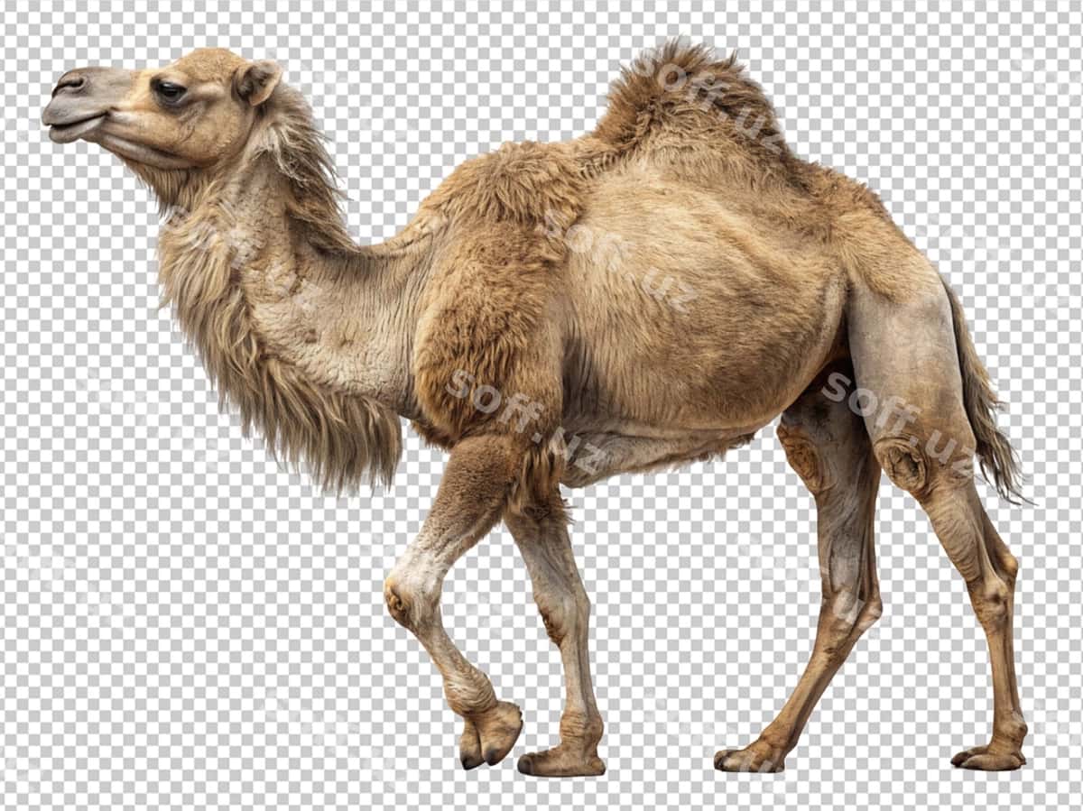 Atirmo ajraltirilgan shaffof orqa fonda | Camel isolated transparent background 1