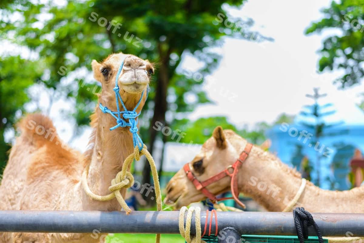 Tuyaning kulayotgan yuzi | Camel s smiling face 1