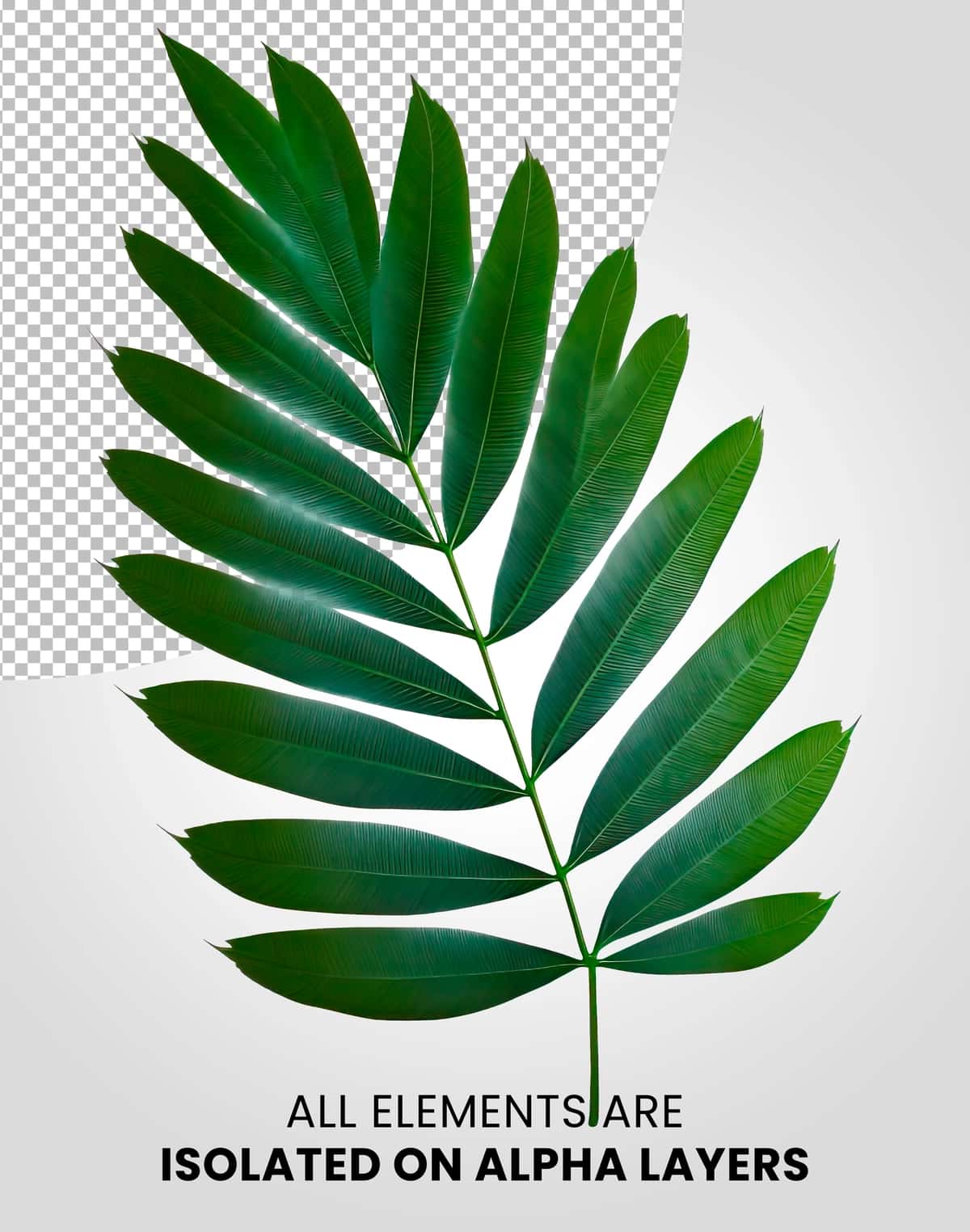 Chamaedorea bir bargli izolyatsiyalangan alfa qatlami png | Chamaedorea single leaf isolated alpha layer png 1