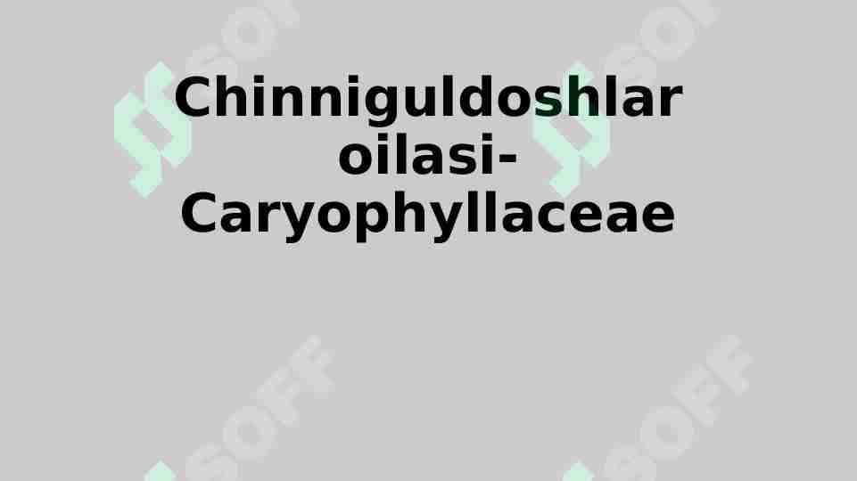 chinniguldoshlar 1