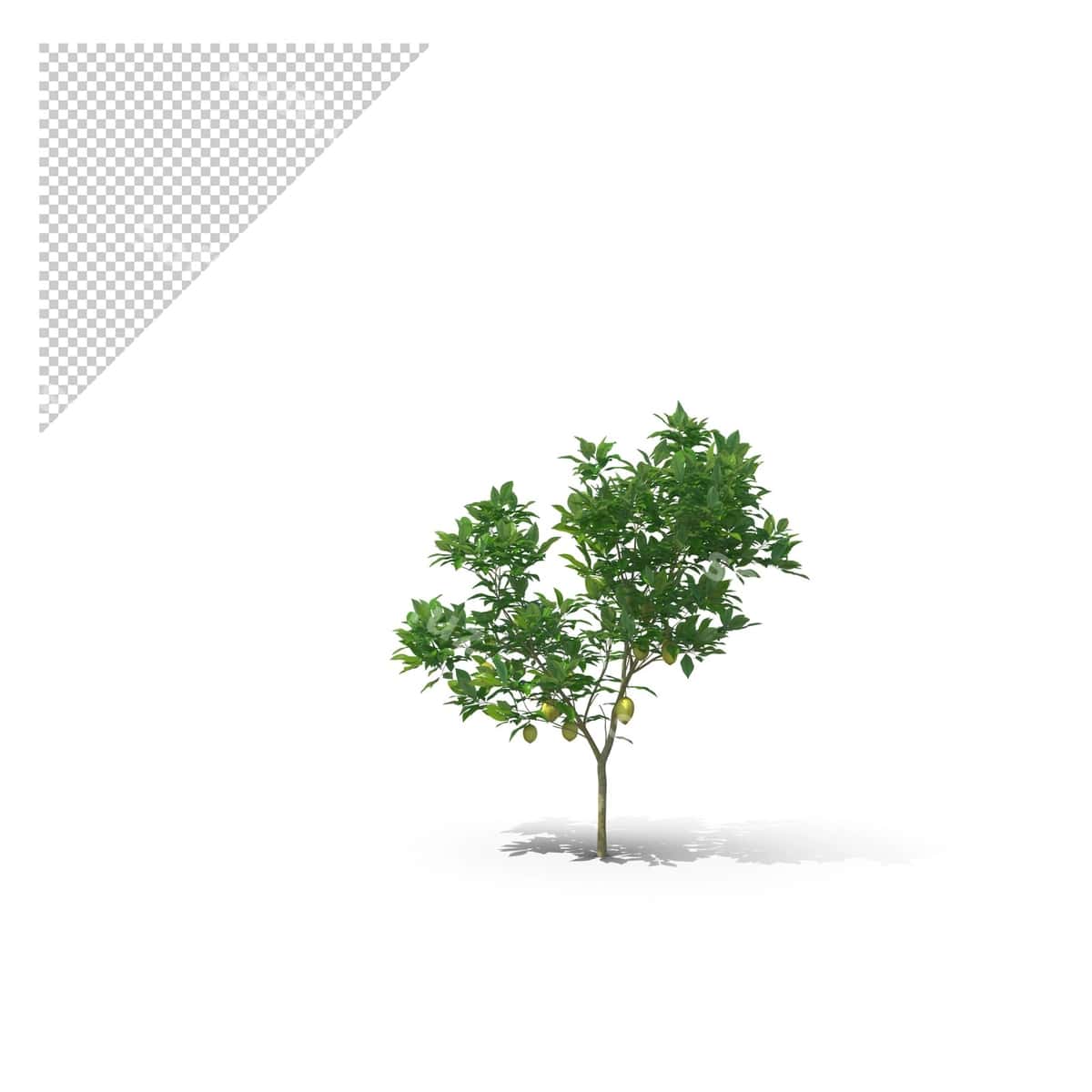Limon daraxti png | Citrus lemon tree png 1