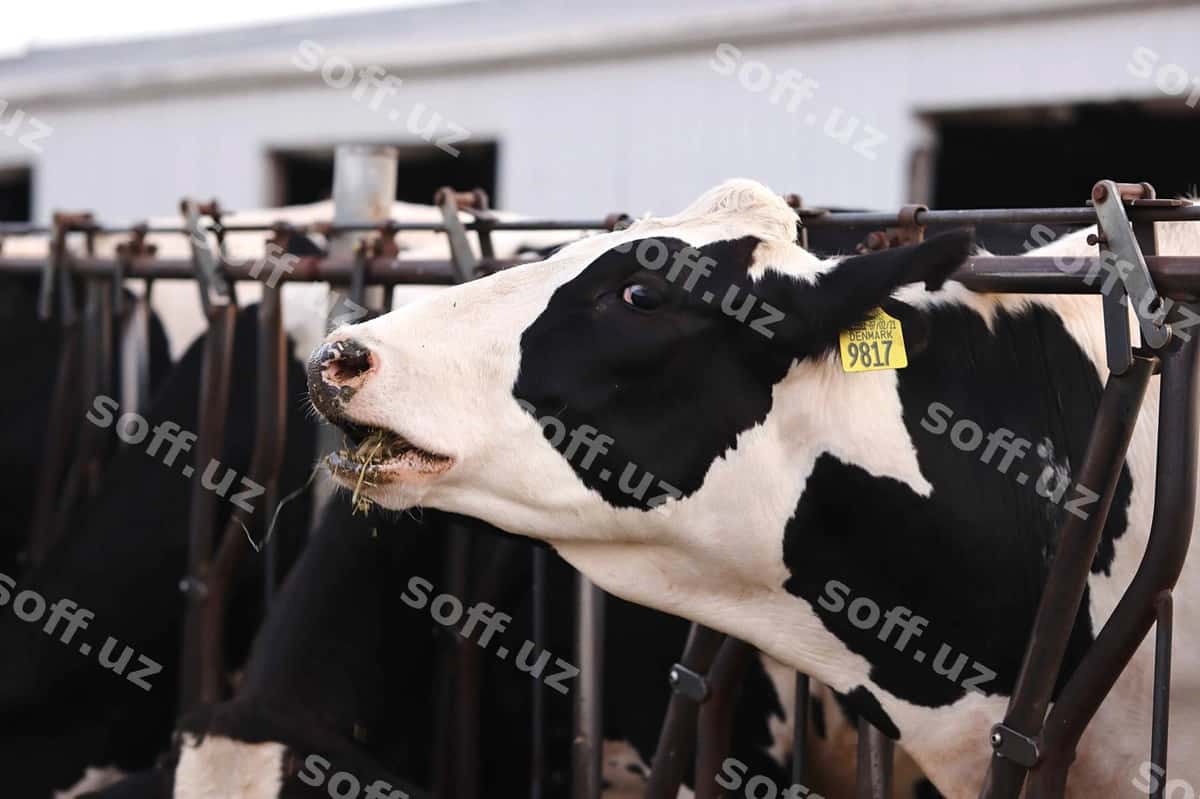 Yaxin suratdagi sigir | Close up cow 1