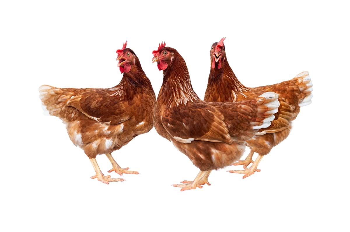 Tovuqni oq fonga yoping | Close up hen against white background 1