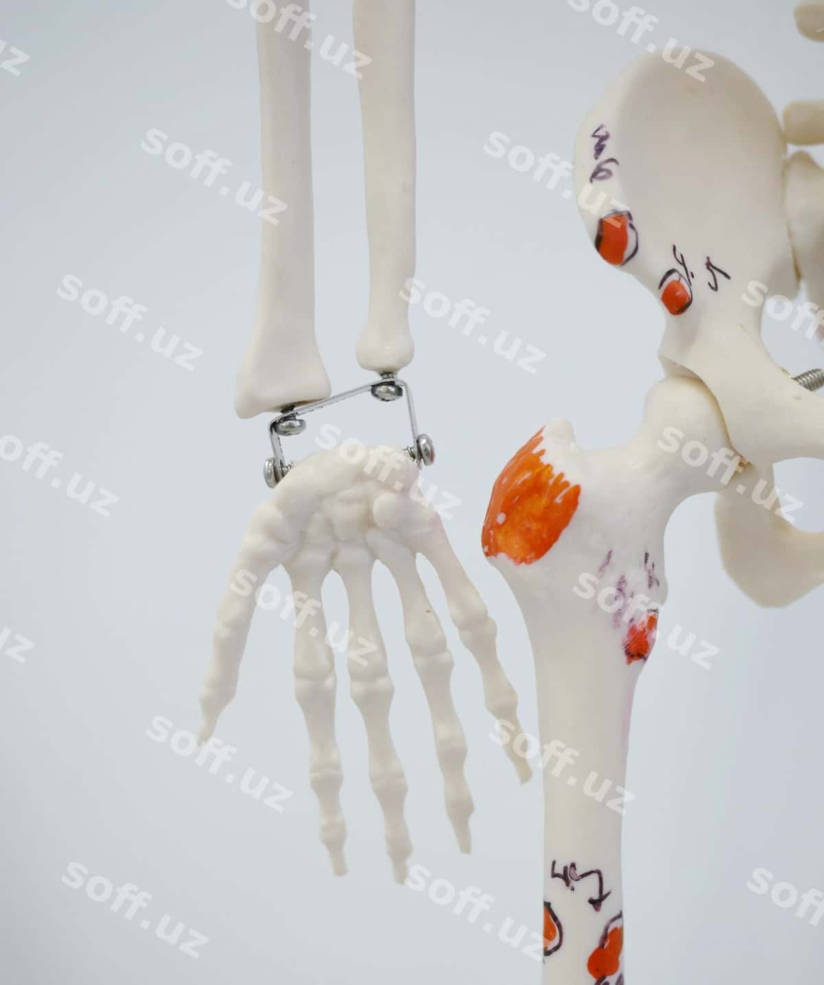 Inson qo'lini oq fonda yoping | Close up human hand white background 1