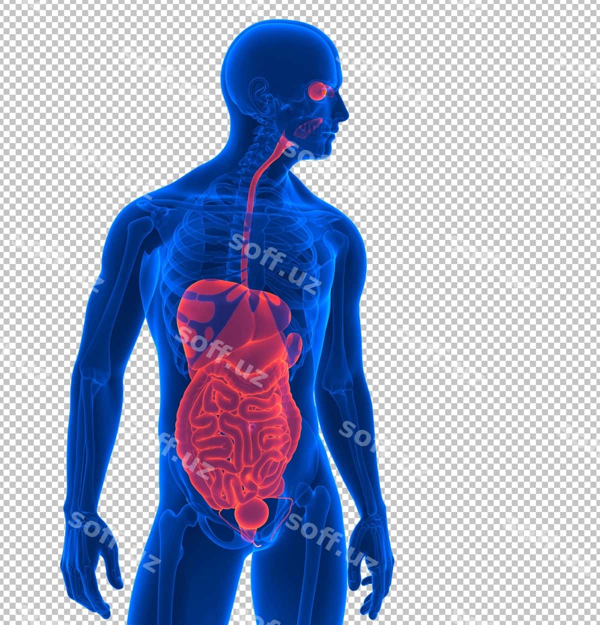 Yaqin render: inson ichki organlar | Close up render human internal organs 1
