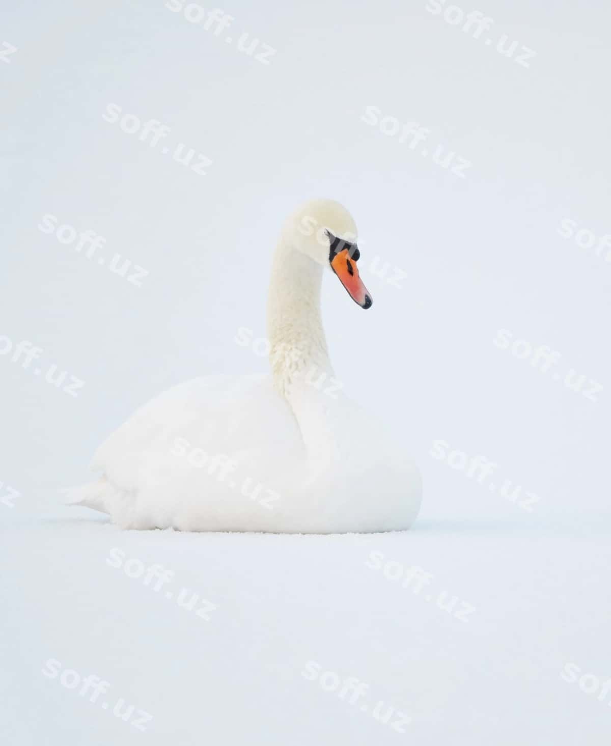 Yaqin rasm qaz qor | Close up swan snow 1