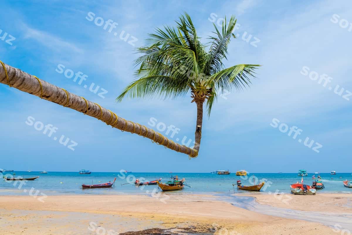 Nong'on palm chiqlovi osmon yoz plyaj bilan | Coconut palm tree with sky summer beach 1