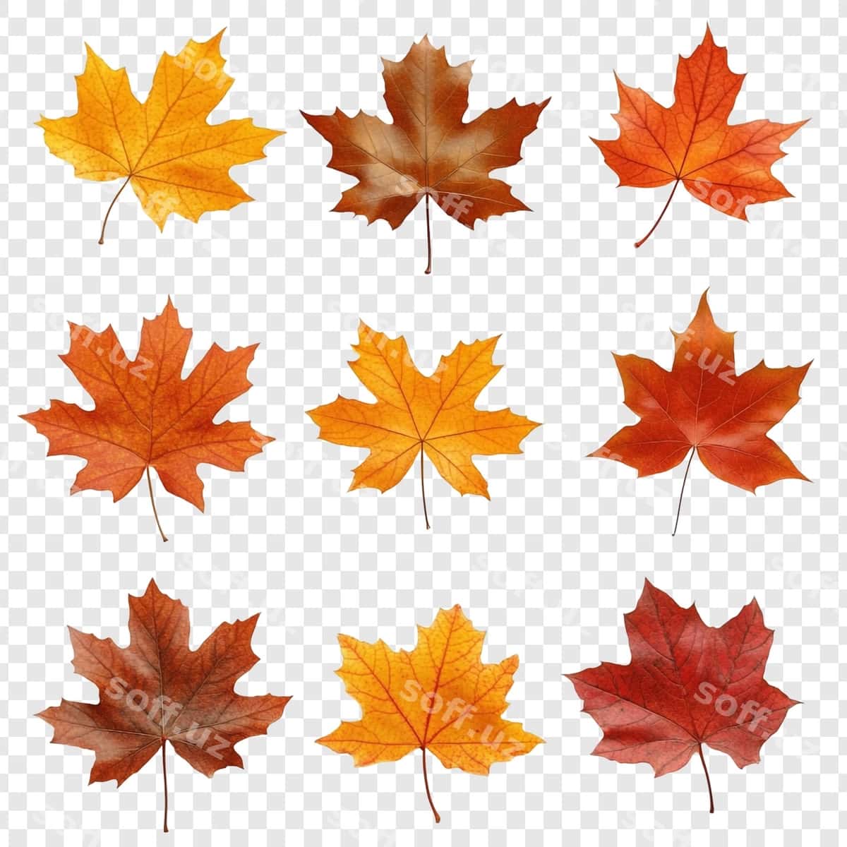 Kuz yaproqlari to'plami | Collection fall foliage 1