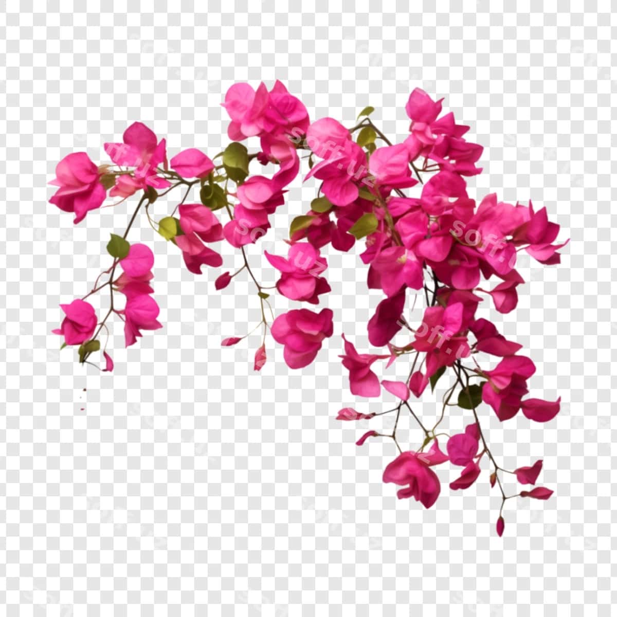 Rangli gul | Colorful flower 1