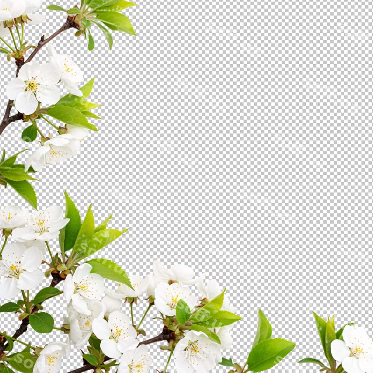 Nozik bahor gul shoxlari ramka | Delicate spring blossom branches frame 1