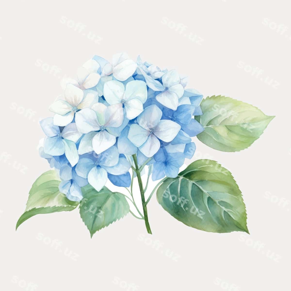 Nozik akvarelli ko'k hidrangea | Delicate watercolor blue hydrangea 1
