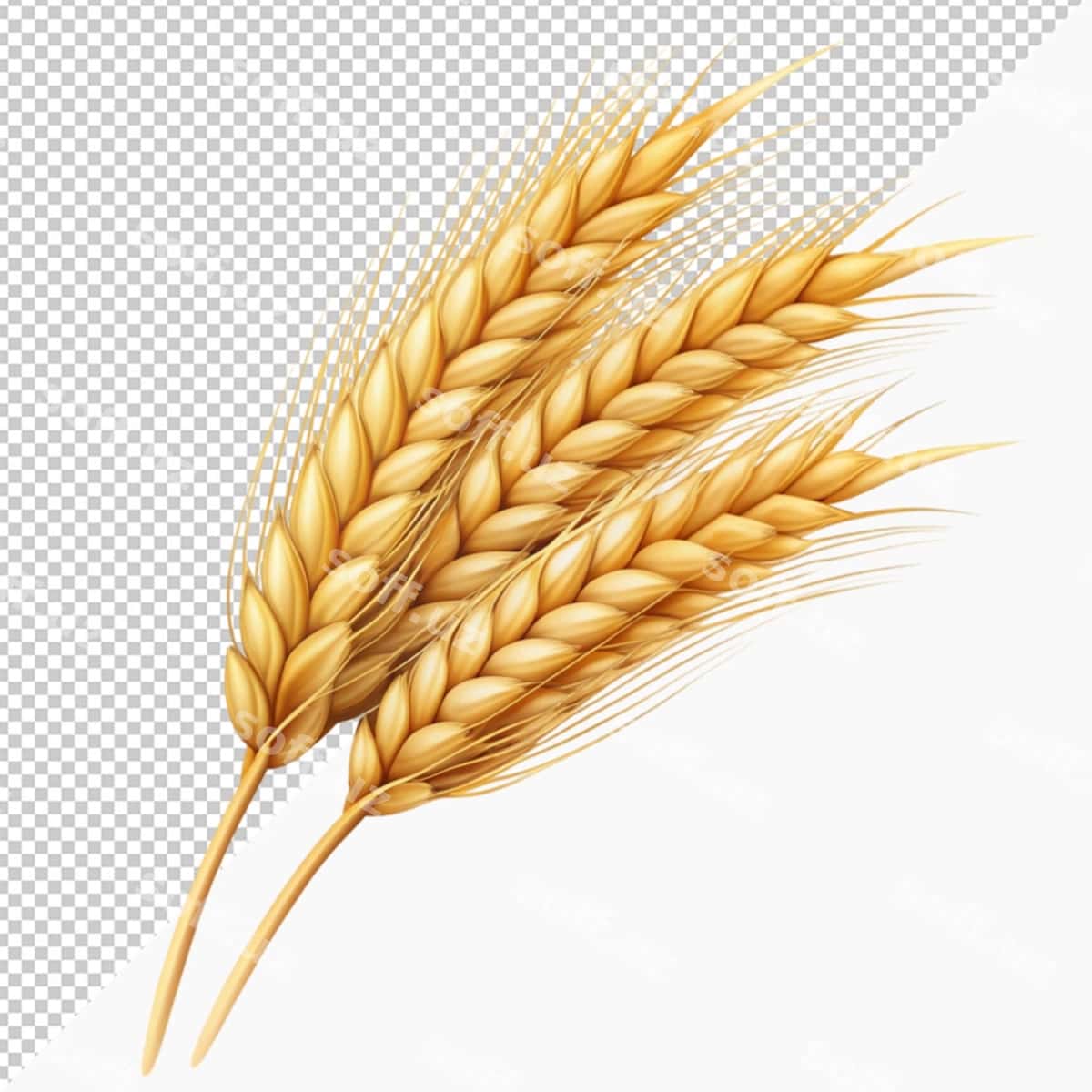 Quloq buğdoy | Ear wheat 1