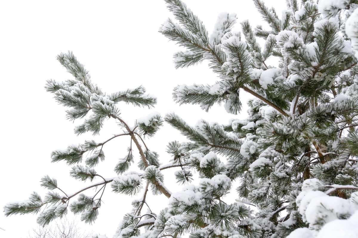 Doim yashil daraxt dallari qish yaxlit | Evergreen tree branches winter close up 1
