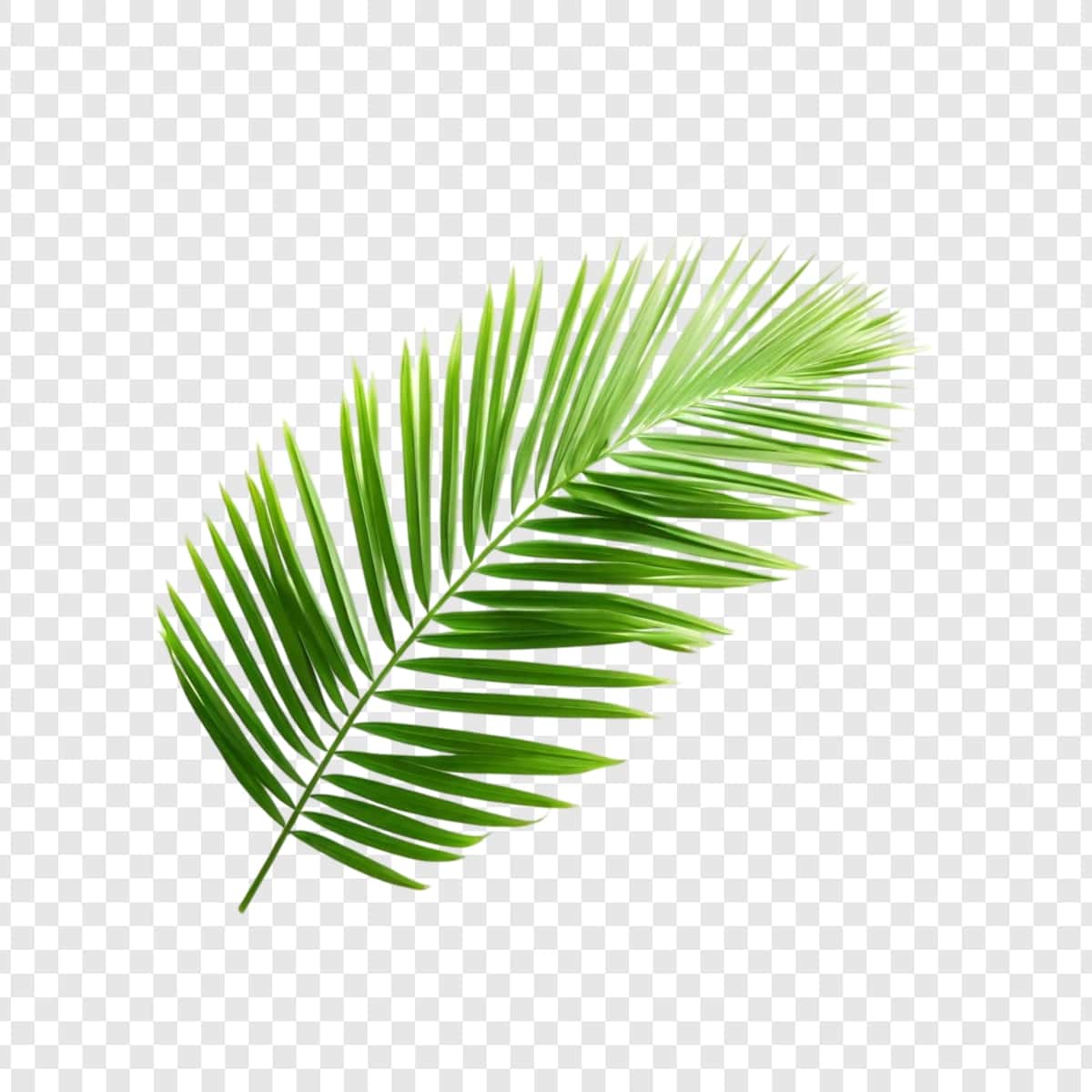 Jonli yashil palma barglari tropik barglari izolyatsiyalangan tabiat botanika ekzotik | Vibrant green palm frond tropical leaf isolated nature botany exotic 1
