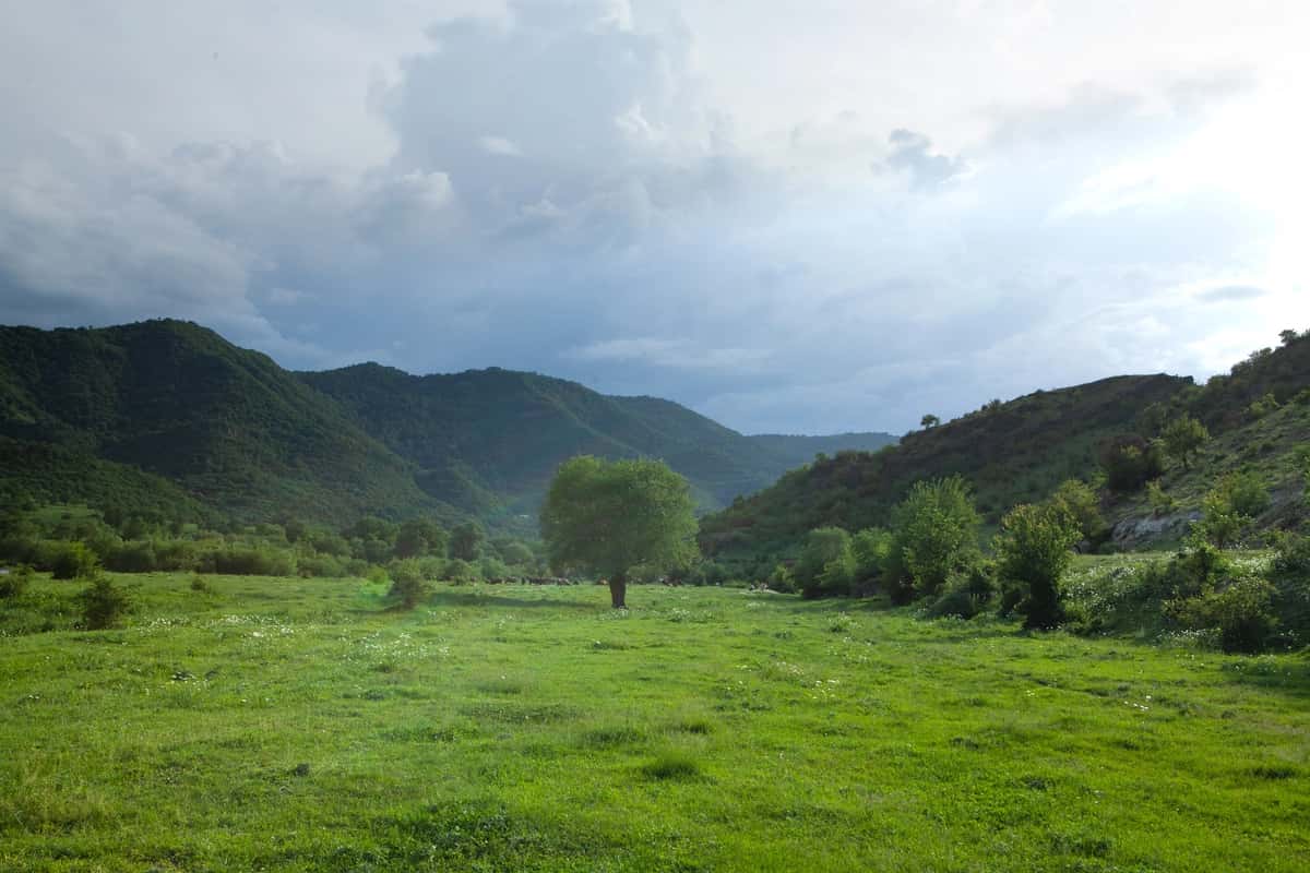 Dala yolg'iz daraxt fon o'rmon | Field lonely tree background forest 1