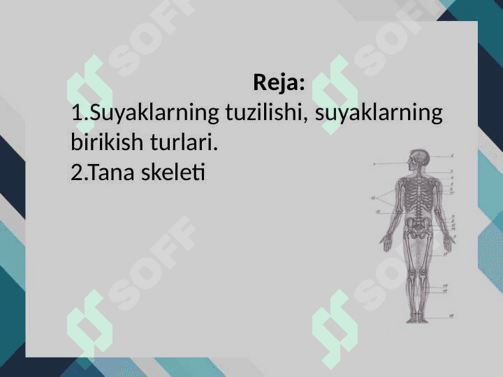SUYAKLARNING TUZILISHI, SUYAKLARNING BIRIKISH TURLARI 2