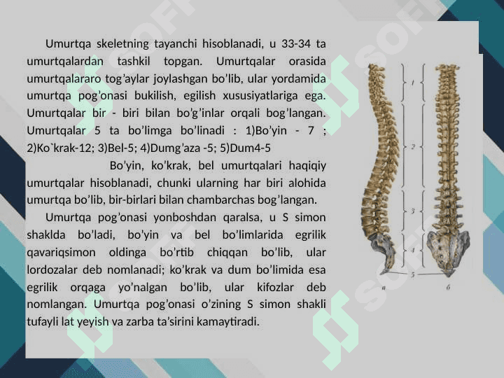 SUYAKLARNING TUZILISHI, SUYAKLARNING BIRIKISH TURLARI 4