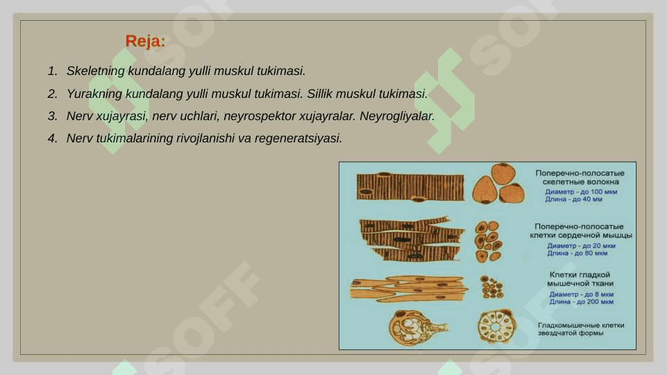 Muskullar regeneratsiyasi 2