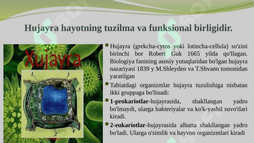 O‘simlik hujayrasi, organoidlarning tuzilishi, bajaradigan vazifalari va hujayrada kechadigan jarayonlar. 3