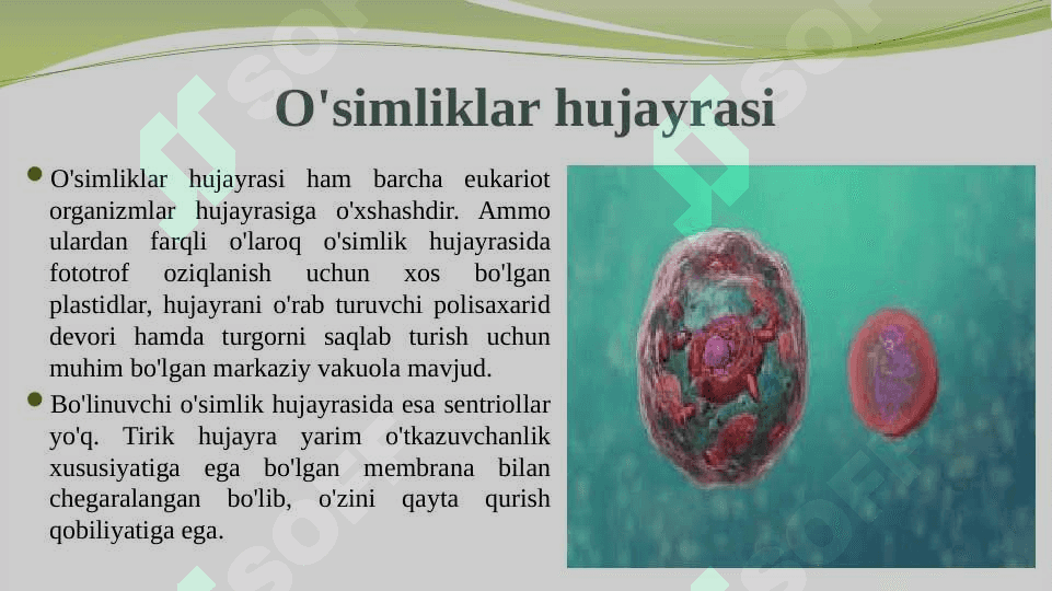 O‘simlik hujayrasi, organoidlarning tuzilishi, bajaradigan vazifalari va hujayrada kechadigan jarayonlar. 4